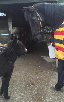 Fishers Mobile Farm donkey foal, Lulu